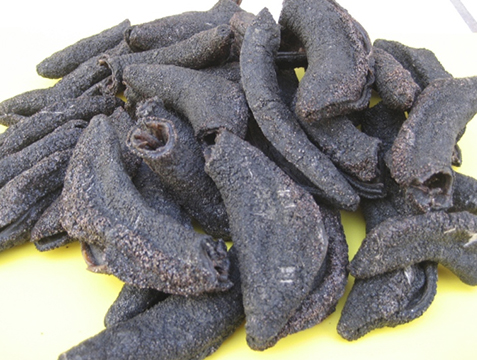 Pepino de Mar Negro