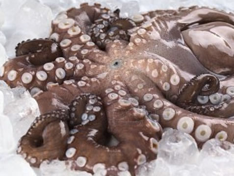 Pulpo 